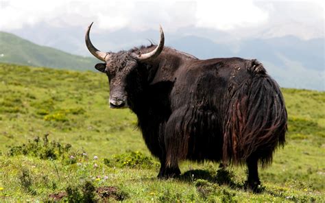 yaks in deutschland.